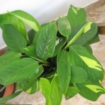 Ктенанта Лубберса (Ctenanthe lubbersiana) 