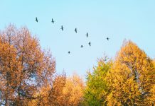 Летят перелетные птицы... Какие и куда?