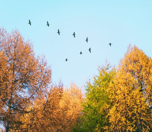 Летят перелетные птицы... Какие и куда?