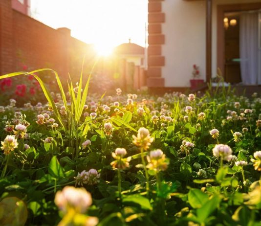 Микроклевер — идеальный газон для малоуходного сада