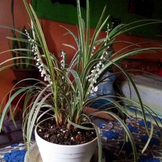 Офиопогон ябуран, или Белый японский ландышник (Ophiopogon jaburan) 