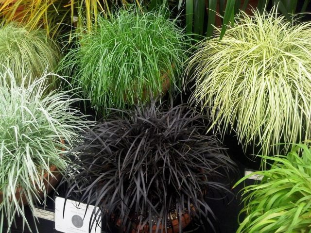 Офиопогон, или Ландышник (Ophiopogon)