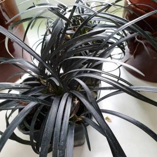 Офиопогон японский (Ophiopogon japonicus)