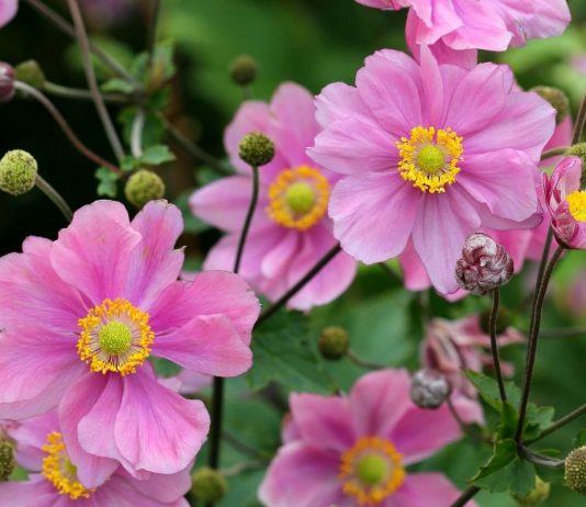 Осенние анемоны — трогательное украшение цветников конца сезона