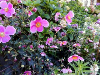 Анемона (Anemone), сорт «Сэтэмбэ Шарм» (September Charm)