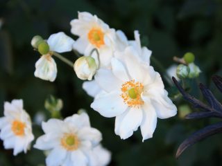 Анемона (Anemone), сорт «Вэлвинд» (Whirlwind)