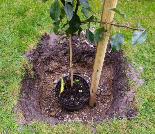 Покупка саженцев — как защитить себя от обмана и разочарования? - Цветник и ландшафт Покупка саженцев — как защитить себя от обмана и разочарования?