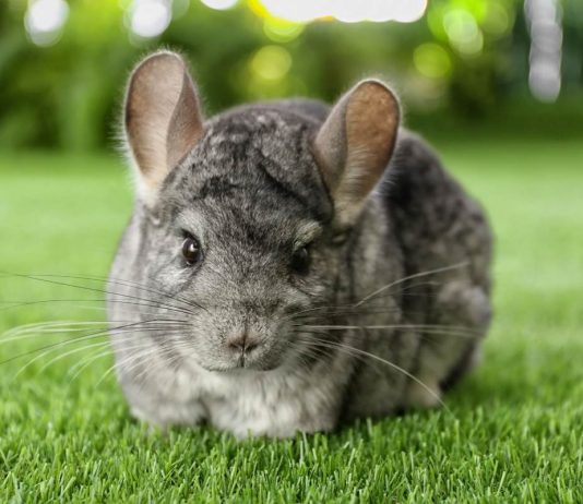 Разведение шиншилл — для бизнеса и для души - Животные Разведение шиншилл — для бизнеса и для души