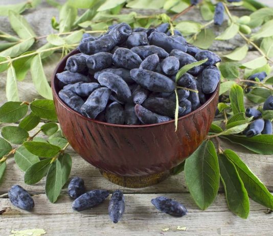 Съедобная жимолость — характеристики лучших сортов