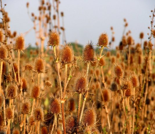 Ворсянка — декоративный сухоцвет и лекарственное растение - Цветник и ландшафт Ворсянка — декоративный сухоцвет и лекарственное растение