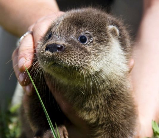 Выдра как домашний питомец — верный друг или экзотическая причуда?