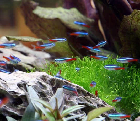 10 лучших аквариумных рыбок для начинающих