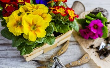 10 ошибок при выращивании примул в комнатах