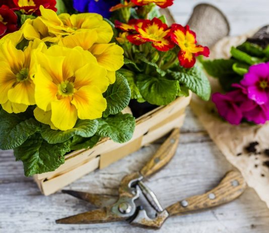 10 ошибок при выращивании примул в комнатах