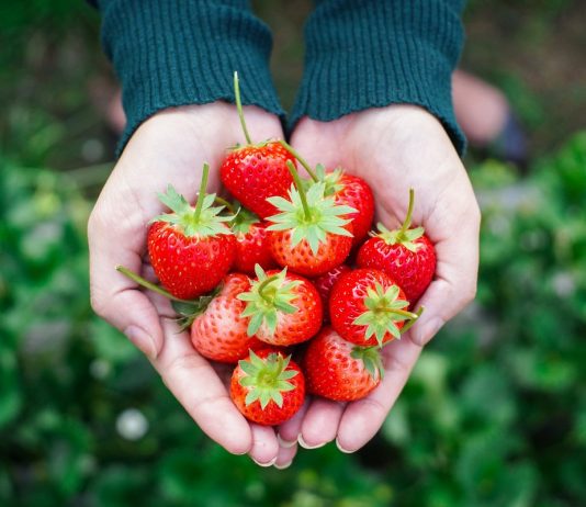 13 главных вопросов и ответов о землянике садовой