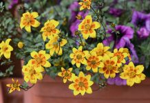 5 новых эффектных летников, которые я выращивала в прошлом сезоне