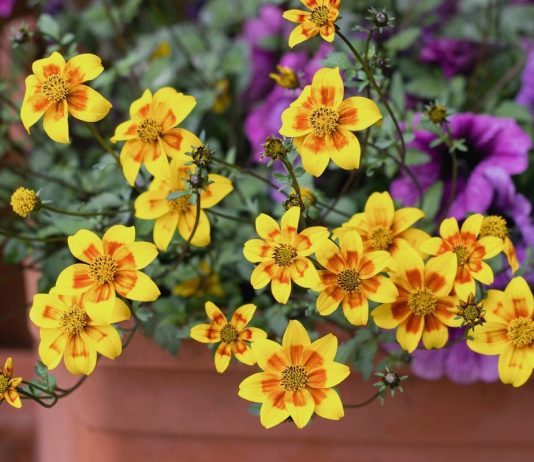 5 новых эффектных летников, которые я выращивала в прошлом сезоне