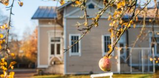 8 главных правил ухода за плодовыми деревьями осенью