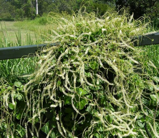 Анредера — выносливая лиана-тропиканка, которой стоит разнообразить сад