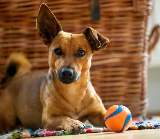 Чем занять собаку дома? 12 идей игр и упражнений для питомца