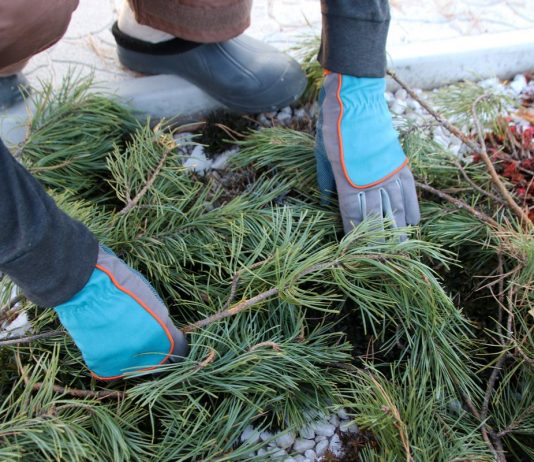 Что не забыть сделать садоводу в ноябре?