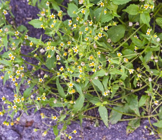 Галинзога — злостный сорняк или удивительная «живучка»?