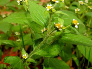 Галинзога четырехлучевая (Galinsoga quadriradiata) Галинзога четырехлучевая (Galinsoga quadriradiata)