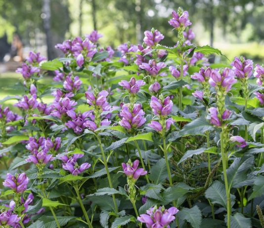 Хелоне — редкая звезда осеннего цветника