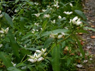 Хелоне голая (гладкая) (Chelone glabra)