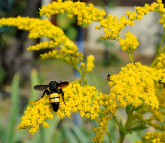 Как черные осы помогли нам в борьбе против личинок вредителей