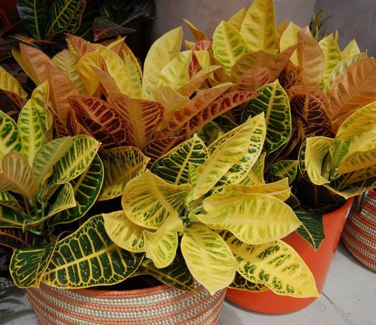 Как сохранить кротон в форме?