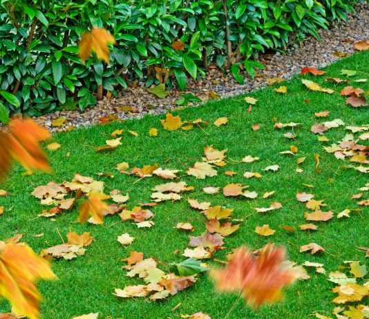 Как ухаживать за газоном осенью? - Цветник и ландшафт Как ухаживать за газоном осенью?