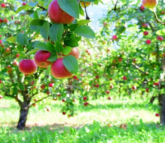 Как управлять растениями, применяя препараты-фитогормоны?