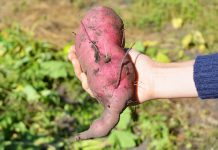 Как выращивать батат и получать отличные урожаи в разных регионах?