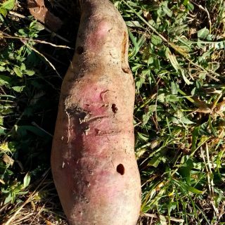 Проволочнику тоже полюбился батат Проволочнику тоже полюбился батат