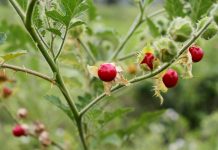Колючий томат личи — мой опыт выращивания