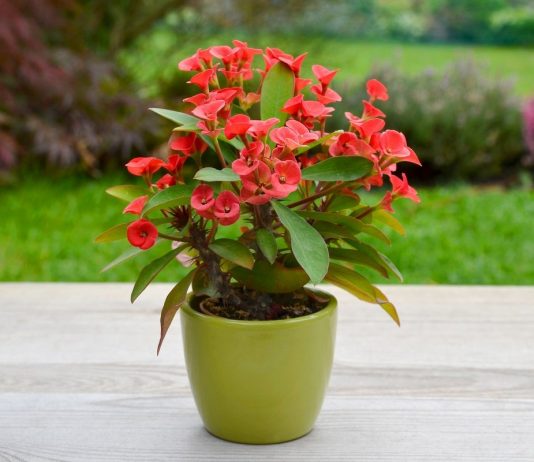 Комнатные молочаи — какие бывают и как их выращивать?