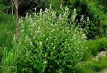 Котовник кошачий — польза, применение и отличия от мелиссы