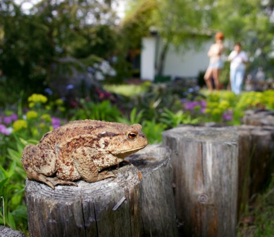 О жабах в жизни садоводов — с любовью
