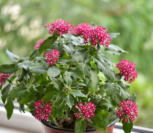 Пентас — яркое украшение для современных интерьеров