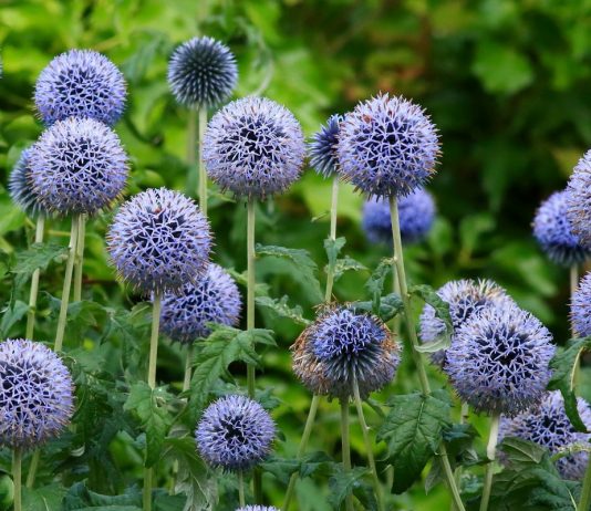 Почему я люблю мордовник и всем его рекомендую - Цветы многолетние Почему я люблю мордовник и всем его рекомендую
