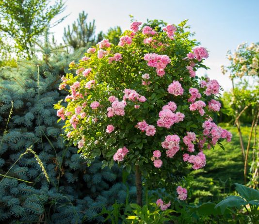 Штамбовая роза — как выбрать, посадить и ухаживать