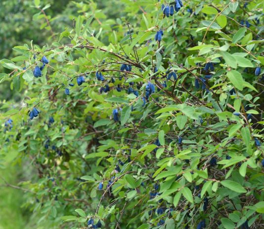 Сорта жимолости канадской и их преимущества перед традиционными