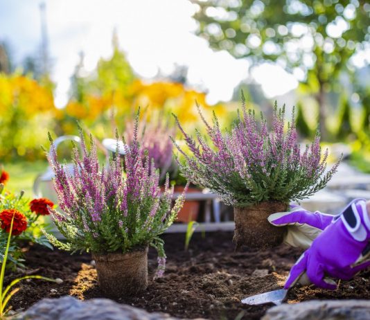 Вереск — секрет успеха в правильной посадке