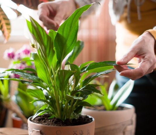 Вредители на спатифиллумах — как опознать и бороться?