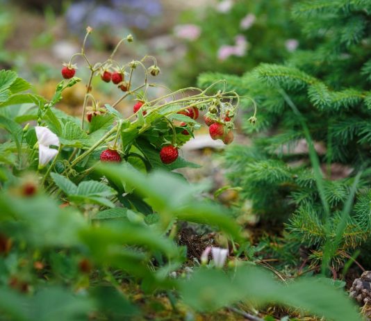 Земляника садовая в дизайне сада — и красиво, и вкусно - Цветник и ландшафт Земляника садовая в дизайне сада — и красиво, и вкусно