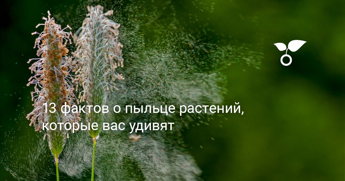 13 фактов о пыльце растений, которые вас удивят