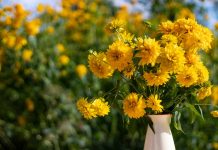 30 лет без ухода — самые стойкие цветы в саду моей бабушки