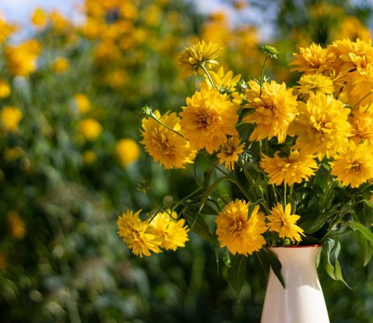 30 лет без ухода — самые стойкие цветы в саду моей бабушки - Цветник и ландшафт 30 лет без ухода — самые стойкие цветы в саду моей бабушки