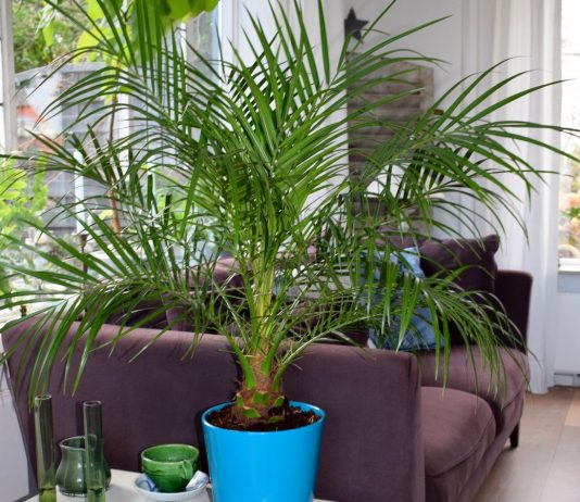 5 главных правил ухода за комнатными финиками5 главных правил ухода за комнатными финиками